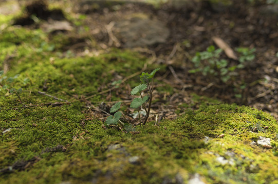 苔藓