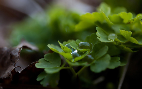 小草水珠