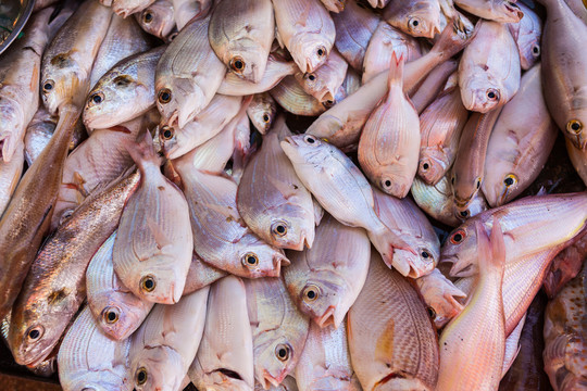 卖鱼档海鲜产品海鱼