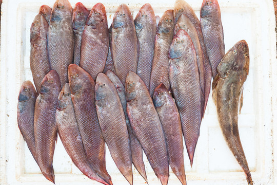 卖鱼档海鲜产品海鱼