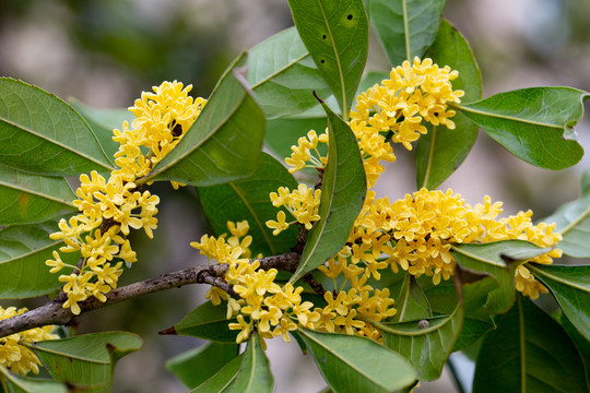 桂花