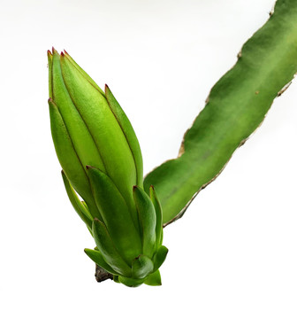 火龙果花蕾