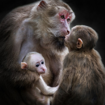 猴子一家亲