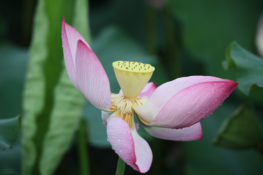 荷花摄影