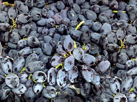 紫甜葡萄