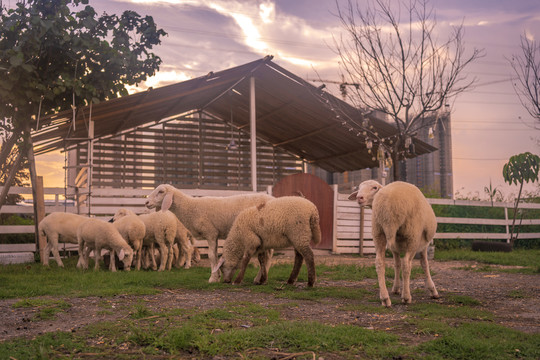 绵羊牧场