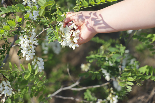 采摘洋槐花野生刺槐花