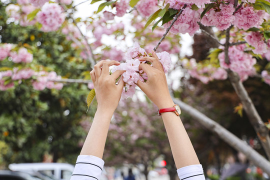 小清新女人手折花枝