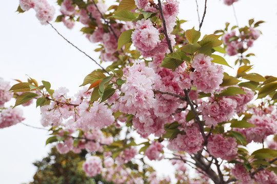 樱花