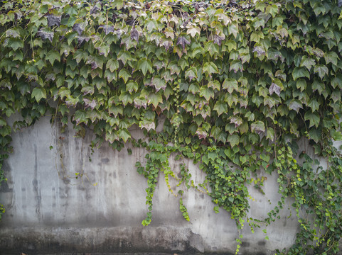 植物墙爬山虎