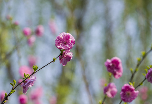 桃花盛开