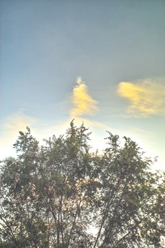 彩云和树木