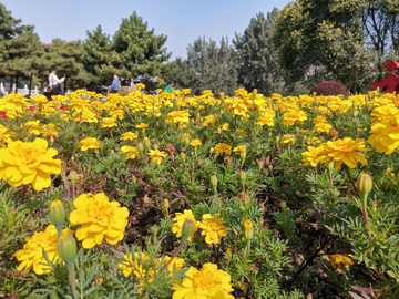 黄色菊花