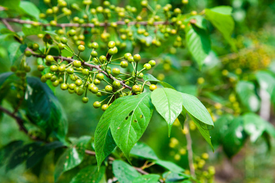 生态樱桃种植菜园