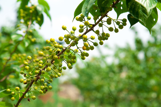 生态樱桃种植菜园