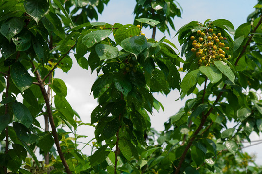 生态樱桃种植菜园