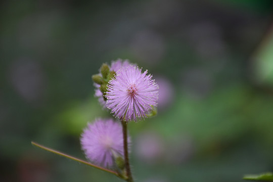 含羞草花