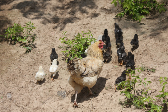 母鸡和一群小鸡宝宝