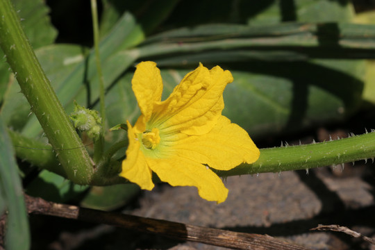 香瓜花