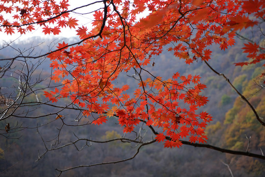 秋天山里火红的枫叶