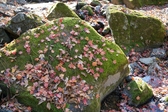 岩石上的青苔和红色枫叶