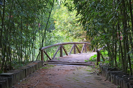 竹林木桥