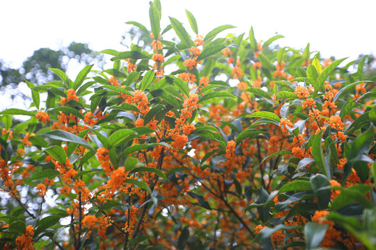 桂花树