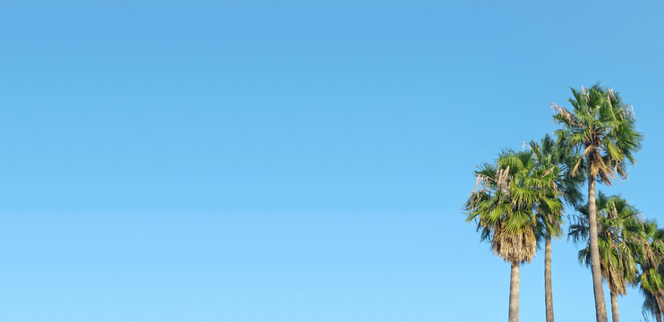 椰子树的蓝天