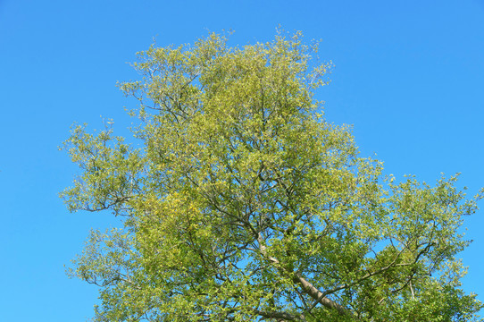 纯净的天空绿树枝叶