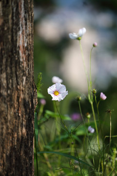 格桑花