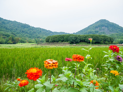 八卦田