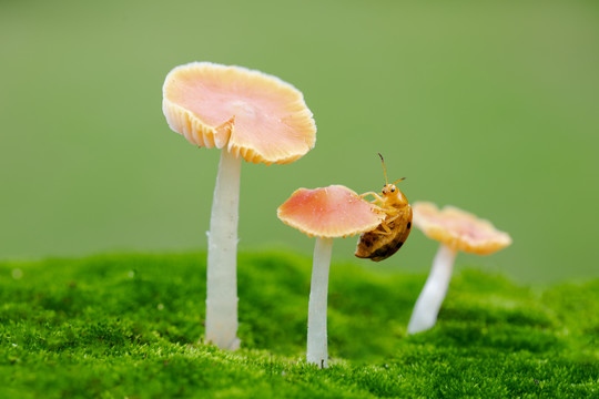 蘑菇与瓢虫