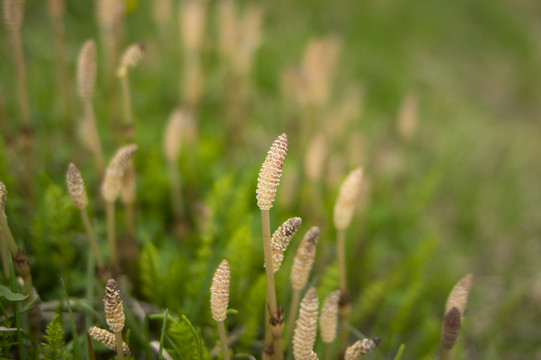 野草