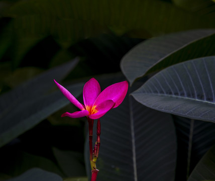 鸡蛋花