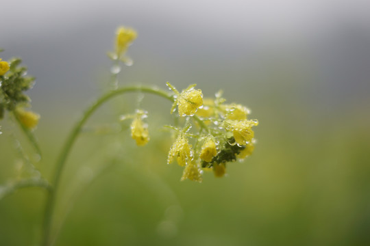 云南师宗罗平油菜花