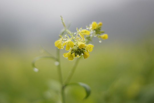 云南师宗罗平油菜花