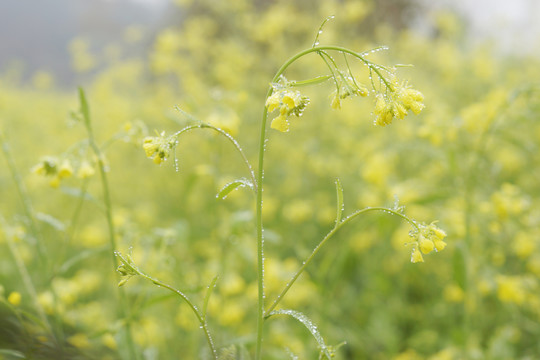 云南师宗罗平油菜花