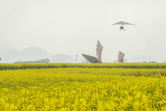 云南师宗罗平油菜花