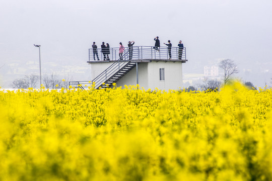 云南师宗罗平油菜花