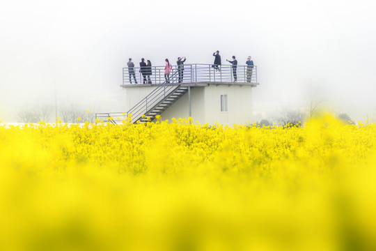 云南师宗罗平油菜花