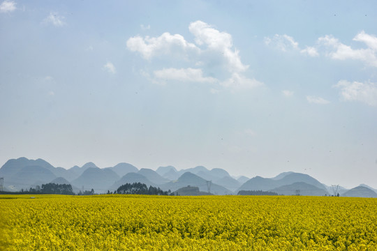 云南师宗罗平油菜花