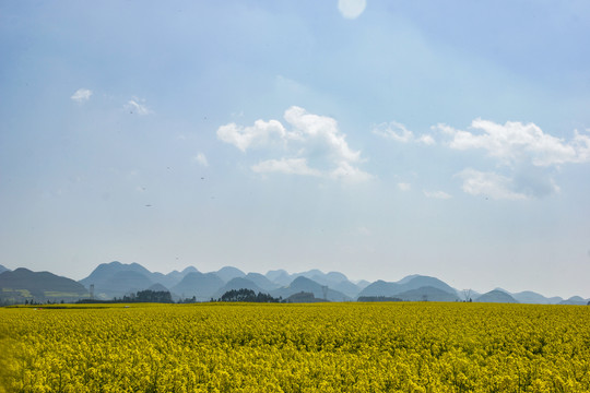 云南师宗罗平油菜花