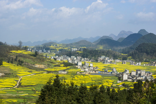 云南师宗罗平油菜花