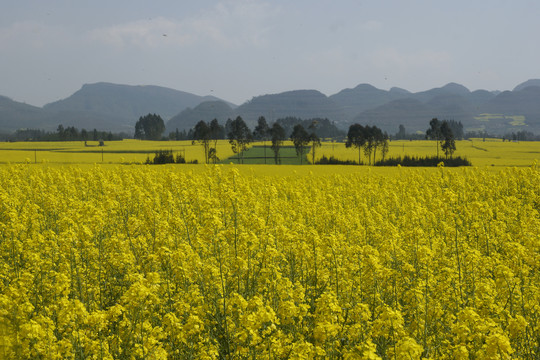 云南师宗罗平油菜花