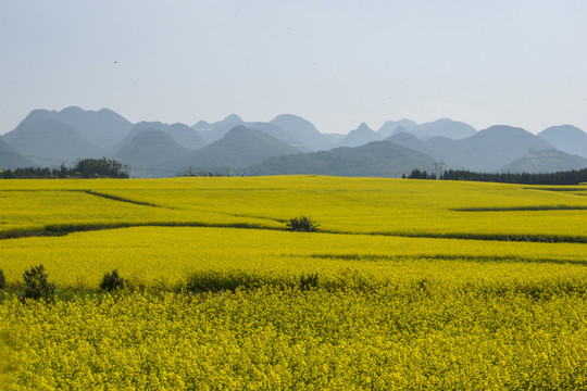 云南师宗罗平油菜花