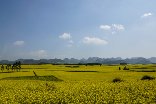 云南师宗罗平油菜花