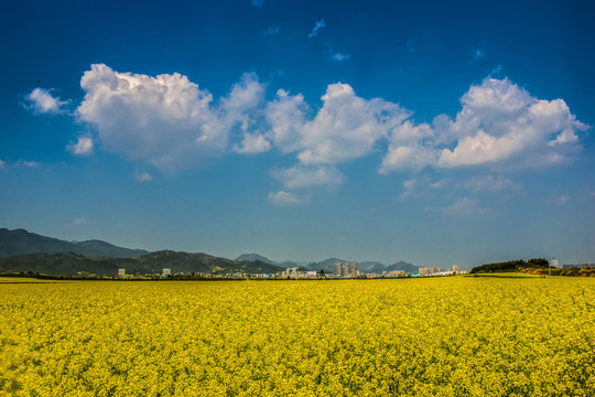 云南师宗罗平油菜花