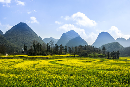 云南师宗罗平油菜花