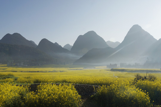 云南师宗罗平油菜花