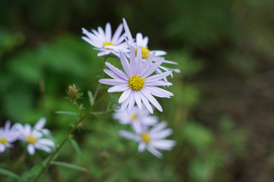山里的野菊花花朵